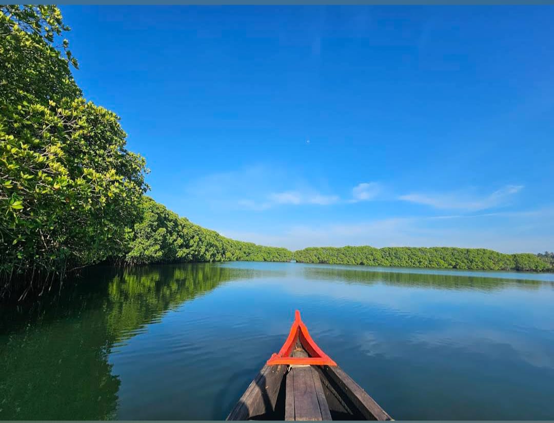 Country boat ride through green mangrove tunnels